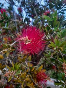 Jacquelien - 04 Callistemon theeplant